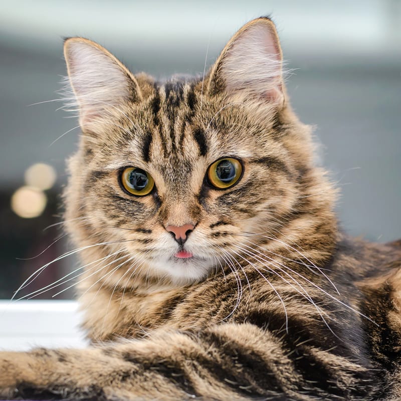 Cats